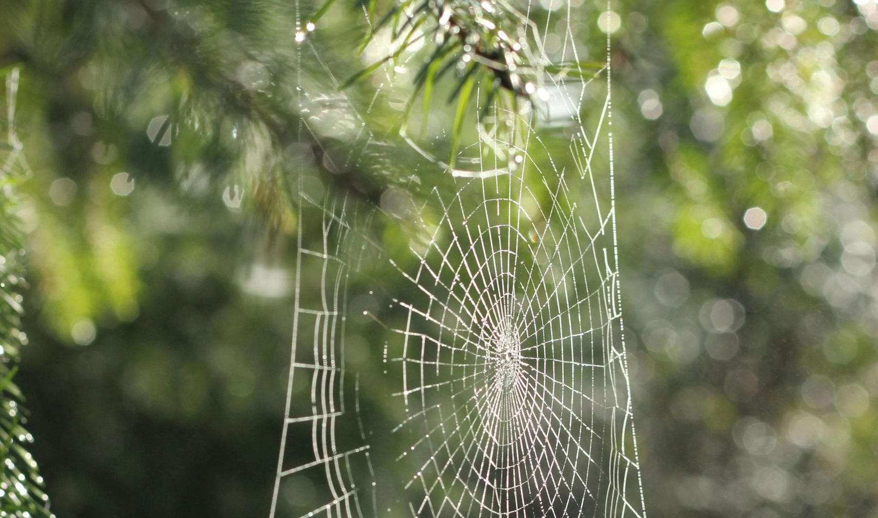 Pajęczyna z kropelkami rosy - Poradnia Łazienkowska Warszawa psychoterapia, psycholog