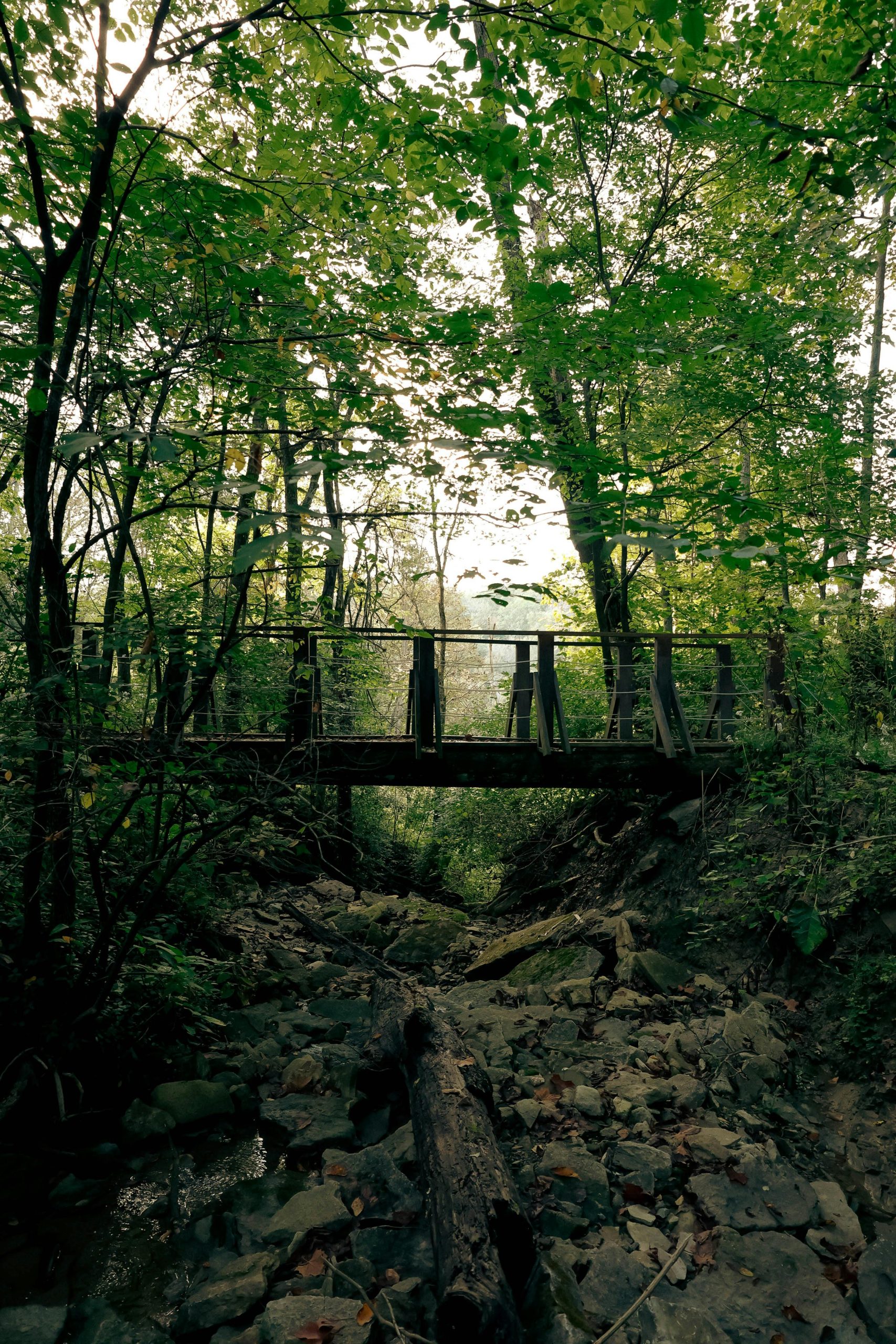 Mostek w lesie- Poradnia Łazienkowska w Warszawie