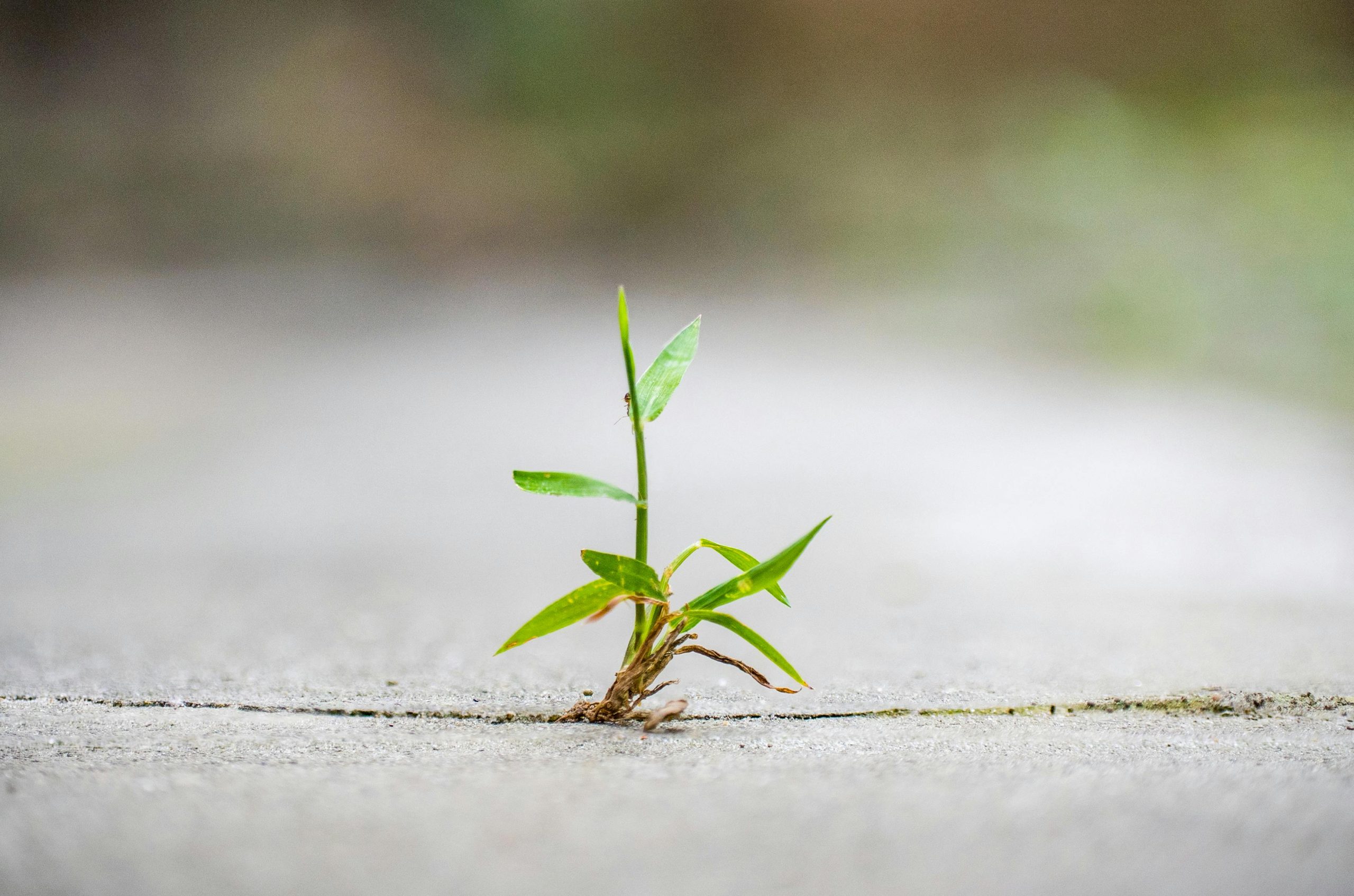 Mała roślinka na betonie - Poradnia Łazienkowska w Warszawie