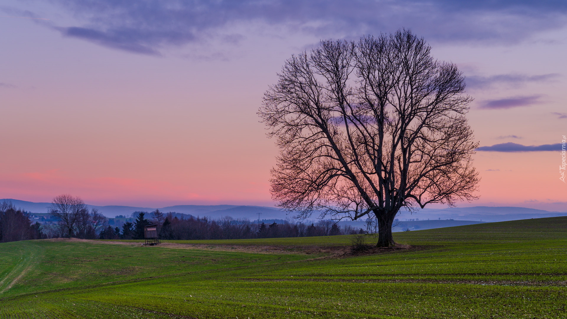 Bezlistne samotne drzewo na polu - Poradnia Łazienkowska w Warszawie