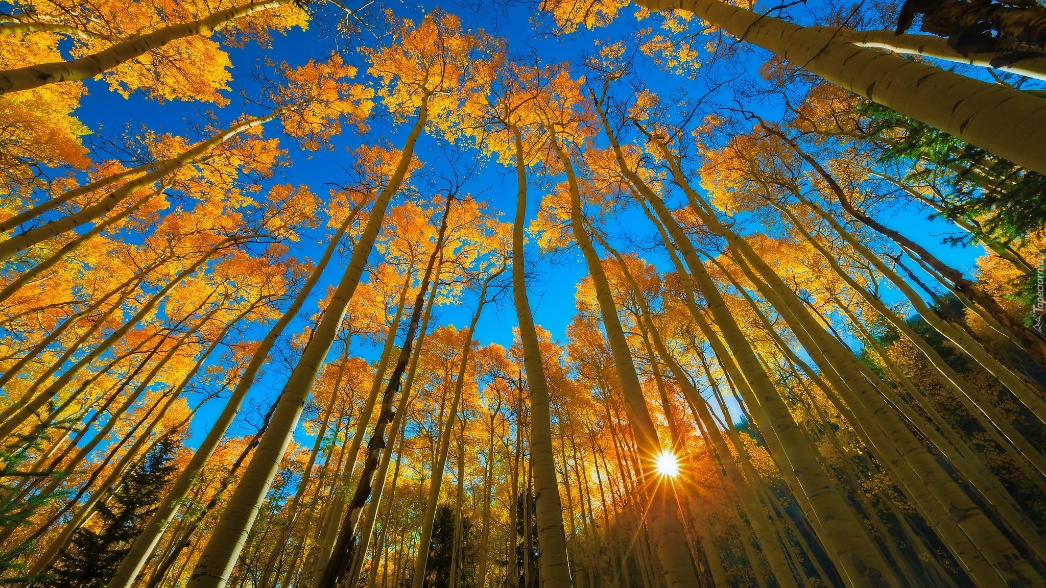 Widok na grupę drzew i niebo - Poradnia Łazienkowska w Warszawie